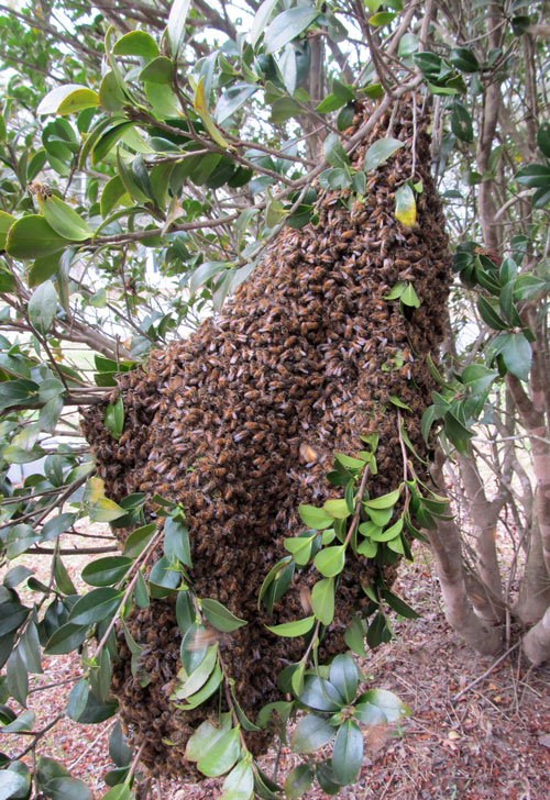 Early bee swarm