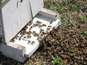 Part of swarm on the ground