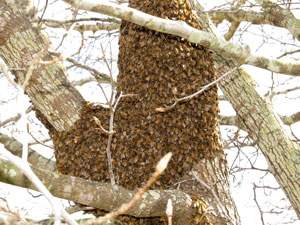Part of swarm in a tree