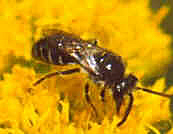 plasterbee.jpg (36136 bytes)