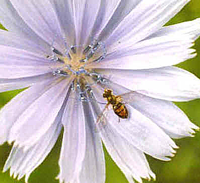 syrphidonchicory-072400.jpg (33410 bytes)