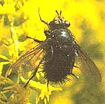 tachinid2.jpg (38898 bytes)