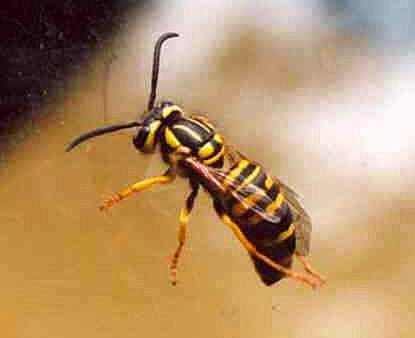 yellowjacket.jpg (9104 bytes)