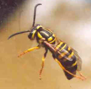 yellowjacket.jpg (9104 bytes)