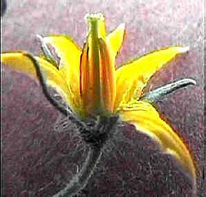 Tomato blossom parts